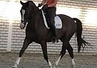 Warmblood - Horse for Sale in Orange, TX 77632