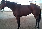 Thoroughbred - Horse for Sale in Phoenix, AZ 85502