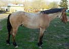 Quarter Horse - Horse for Sale in Kaysville, UT 84025