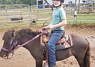 Shetland Pony - Horse for Sale in Franklin, NC 28734