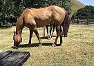 Quarter Horse - Horse for Sale in Antioch, CA 94531