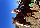 Quarter Horse - Horse for Sale in Paradise, TX 76073