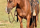Quarter Horse - Horse for Sale in Springtown, TX 76082