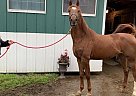Half Arabian - Horse for Sale in Howell, MI 48855