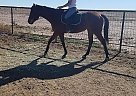Thoroughbred - Horse for Sale in Hagerman, NM 88232