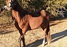 Paso Fino - Horse for Sale in Jackson, SC 29831