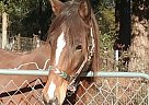 Paso Fino - Horse for Sale in Jackson, SC 29831