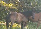 Tennessee Walking - Horse for Sale in Benton, MS 36093