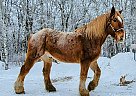 Belgian Draft - Horse for Sale in Sebeka, MN 56477