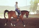 Half Arabian - Horse for Sale in Phoenix, AZ 85032