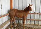 Paint - Horse for Sale in Hoxie, KS 67740
