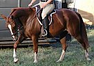 Quarter Horse - Horse for Sale in Canton, GA 30115