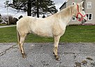 Paso Fino - Horse for Sale in Lancaster, PA 17516