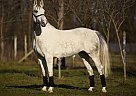 Hungarian - Horse for Sale in Szarvas,  5540