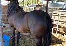 Andalusian - Horse for Sale in Jurupa Valley, CA 91752