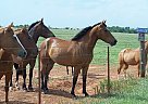 Pinto - Horse for Sale in Lawton, OK 73538