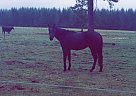 Thoroughbred - Horse for Sale in Chehalis, WA 98532