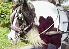Pony - Horse for Sale in France,  