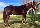 Missouri Fox Trotter - Horse for Sale in Queen Creek, AZ 85142