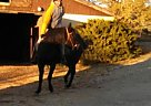 Paso Fino - Horse for Sale in Sandy, UT 84092