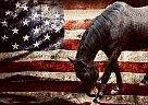 Quarter Horse - Horse for Sale in Magnolia, TX 77355