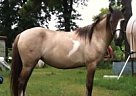 Spanish Mustang - Horse for Sale in Bossier City, LA 71112