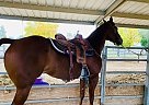 Quarter Horse - Horse for Sale in Marana, AZ 85743