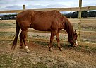 Quarter Horse - Horse for Sale in Zebulon, NC 27597