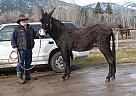 Donkey - Horse for Sale in Stevensville, MT 