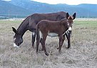 Donkey - Horse for Sale in Stevensville, MT 