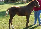 Quarter Horse - Horse for Sale in Holton, MI 49425