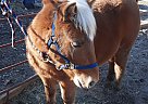 Draft - Horse for Sale in Wasola, MO 65773