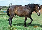 Draft - Horse for Sale in Elgin, OK 73538