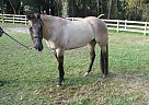 Quarter Horse - Horse for Sale in Cocoa, FL 32926
