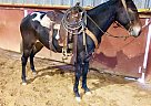 Mule - Horse for Sale in Stinnett, TX 79083