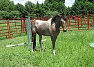 Paint Pony - Horse for Sale in Benton Harbor, MI 49022-93