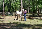 Paint - Horse for Sale in Hollywood, SC 29449