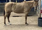 Quarter Horse - Horse for Sale in Angleton, TX 77515