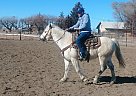 Quarter Horse - Horse for Sale in Thorntion, CO 80260
