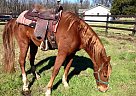 Saddlebred - Horse for Sale in Godwin, NC 28344