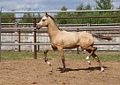 Akhal Teke - Horse for Sale in Dubna,  141980