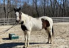 Paint - Horse for Sale in Glenmoore, PA 19343