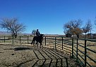Thoroughbred - Horse for Sale in Willcox, AZ 85643