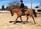 Warmblood - Horse for Sale in Virginia Beach, VA 23456