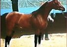Arabian - Horse for Sale in Plymouth, NE 