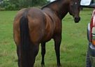 Quarter Horse - Horse for Sale in Brazoria, TX 77422