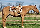 Quarter Horse - Horse for Sale in Russellville, AR 72801