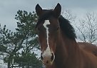 Clydesdale - Horse for Sale in Flowery Branch, GA 30542