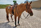 Quarter Horse - Horse for Sale in Saint Cloud, WI 53079