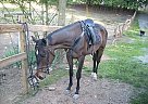 Thoroughbred - Horse for Sale in Blaine, TN 